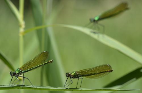 Calopteryx splendens